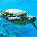 Lampedusa un percorso storico fino ad arrivare all’economia dei nostri giorni, basato sul turismo