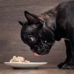 Cibo per cuccioli: sano fin da subito