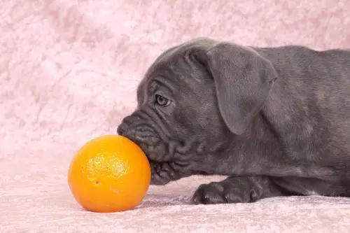 Possiamo dare le arance al nostro cane?