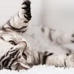 Dovete realizzare il vostro sito su Internet?