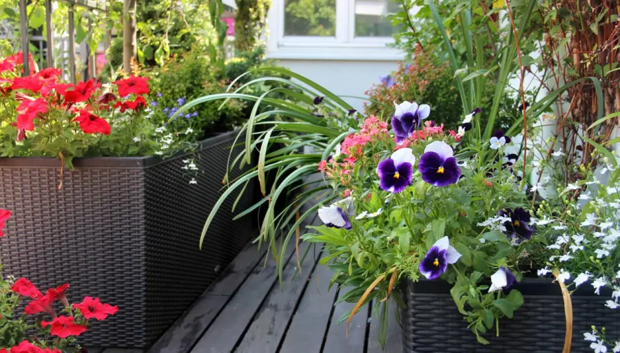Balcone fiorito: come scegliere le piante
