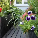 Balcone fiorito: come scegliere le piante