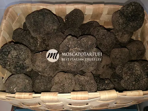 Luglio: il mese migliore per acquistare tartufo estivo