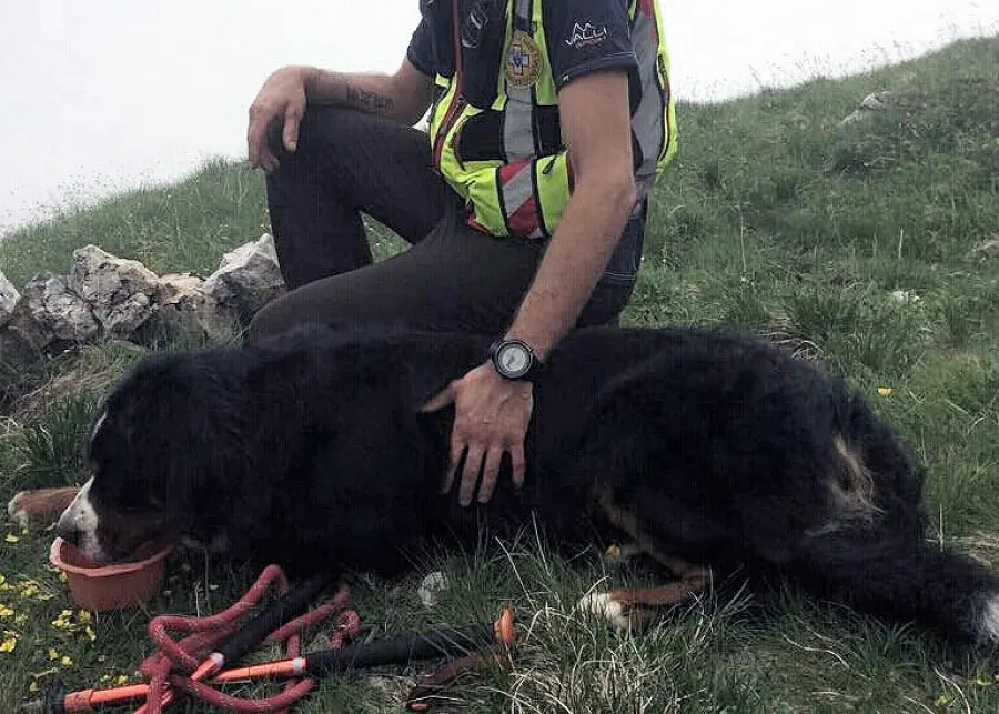 Lazy: il bovaro del bernese soccorso nella Val Canale