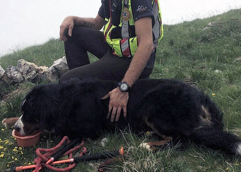 Lazy: il bovaro del bernese soccorso nella Val Canale