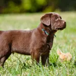 Cuccioli di cane, la scienza spiega il perché della loro irresistibilità