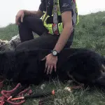 Lazy: il bovaro del bernese soccorso nella Val Canale