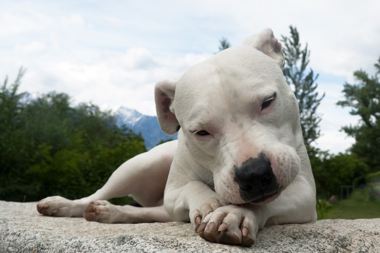 Il patentino per cani considerati pericolosi: di cosa si tratta?