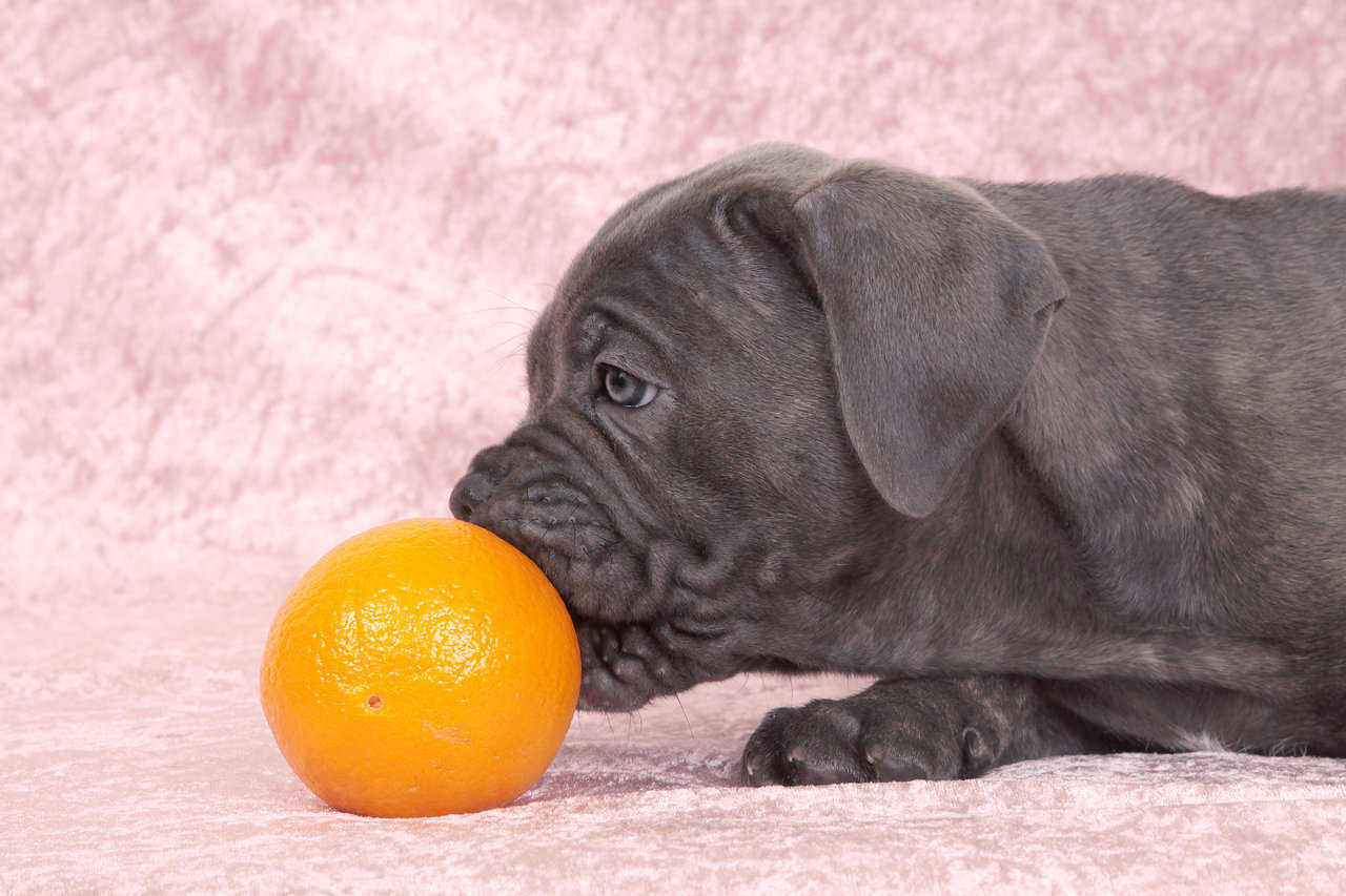 Possiamo dare le arance al nostro cane?